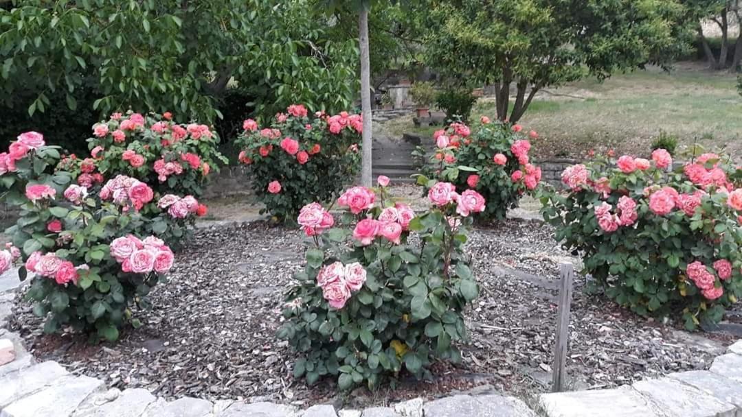 Agriturismo Camera Rosa Todi Exteriér fotografie